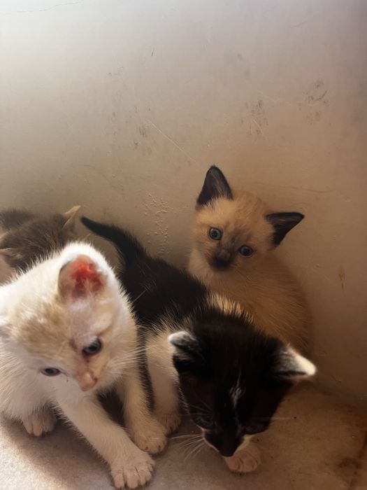 Отдаем котят в хорошие руки