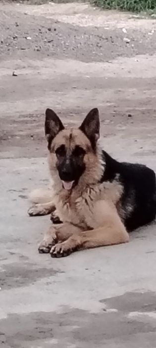 Продаётся овчарка