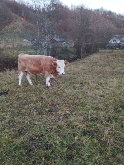 Vând vitel baltata romaneasca.
