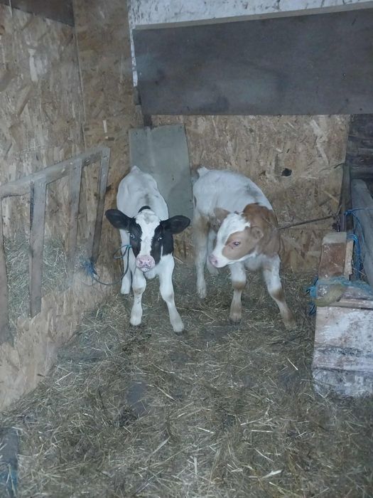 Viței de vânzare doi tăurași unu de 3 săptămâni unu de o luna