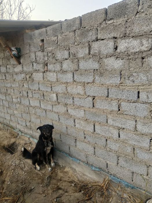 Отдам даром собака охрана