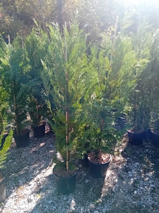 Vând chiparos leylandi la ghiveci