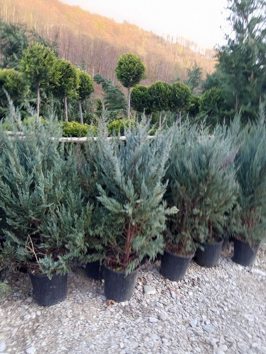 Thuia  leilandi  la comanda