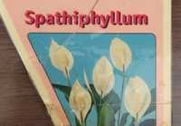 Spathiphyllum înflorit