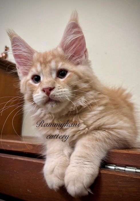 Felisa autirizata WCF, vinde pisoi cu pedigree rasa Maine coon