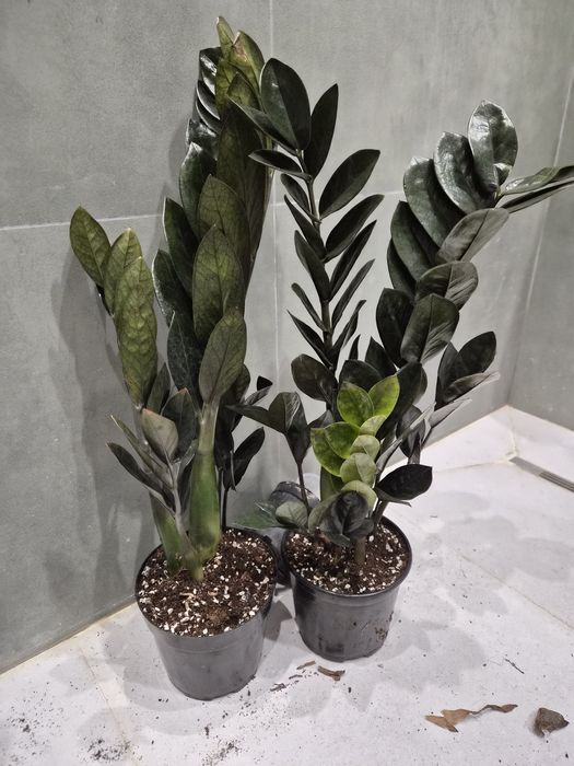 Комнатное растение доллары, антуриум