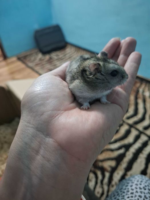 Donez hamster pitic