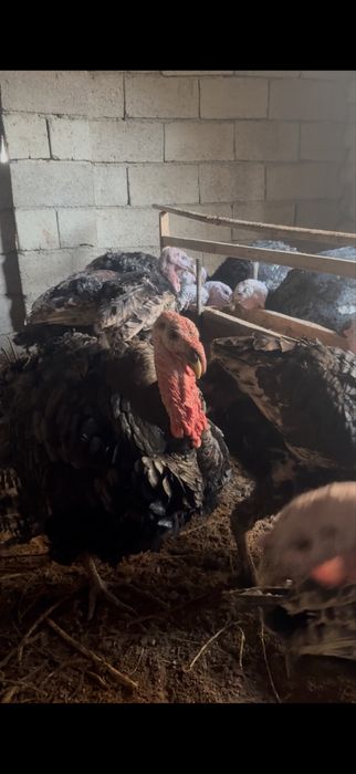 Үндік сатылады 2500теңге килосы сойбта береміз 3500т килосы семіз