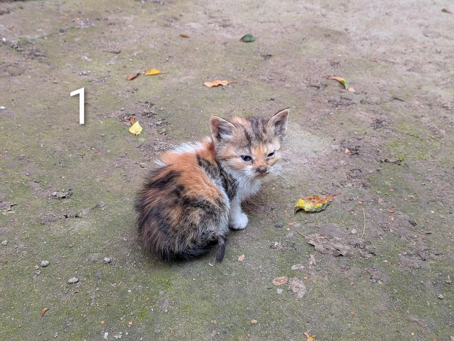 5 малки котета си търсят дом