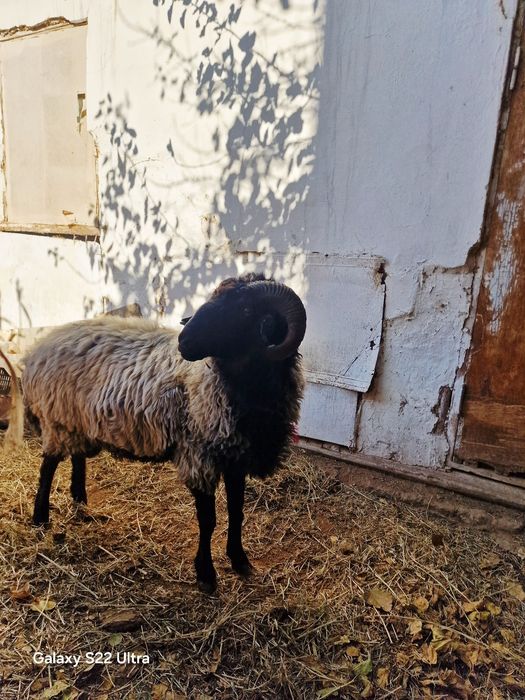 Qo'chqar sotiladi to'ya opparmoqa tayyor narsa