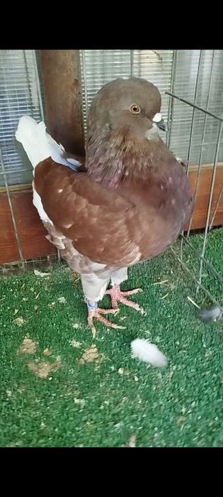 Porumbei king de vânzare