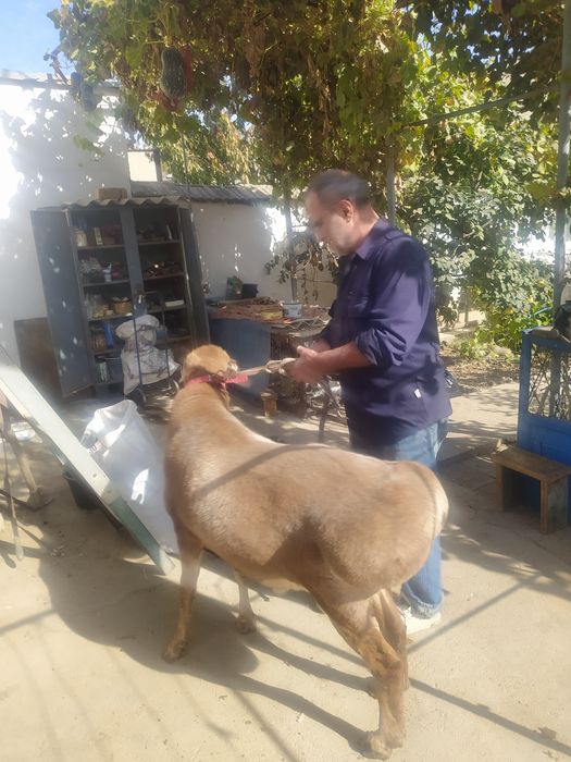 Продам баранов, народа Арашан