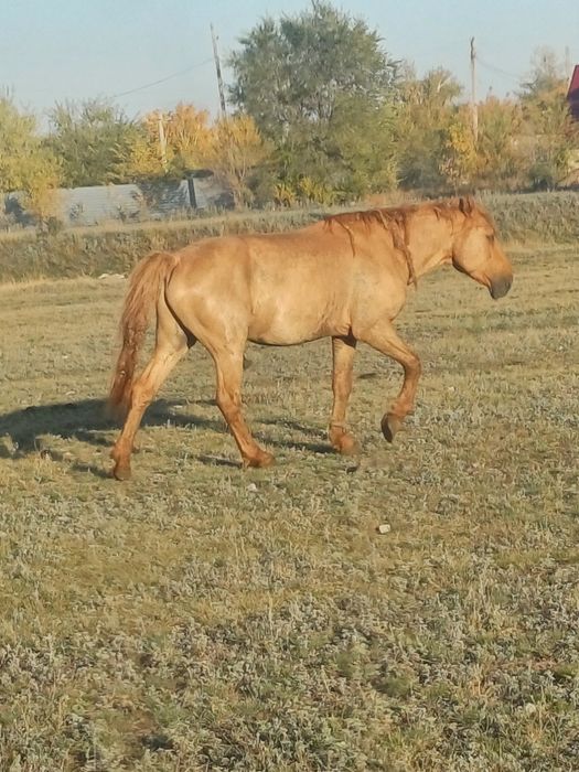 Айғыр мұғалжар+жабы,жеребец