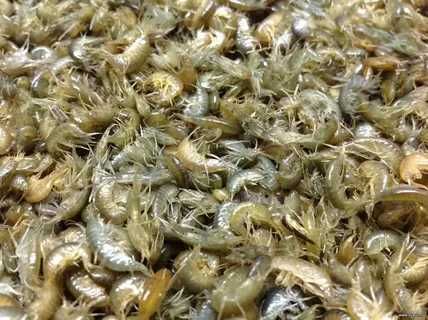 бармаш мормыш бокоплав свежий