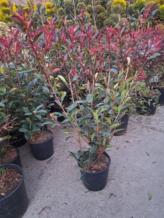 Tuia Leylandy Magnoli Platan Mesteacan etc