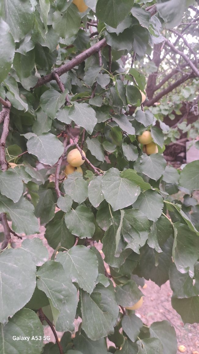 Орик абрикос өрік