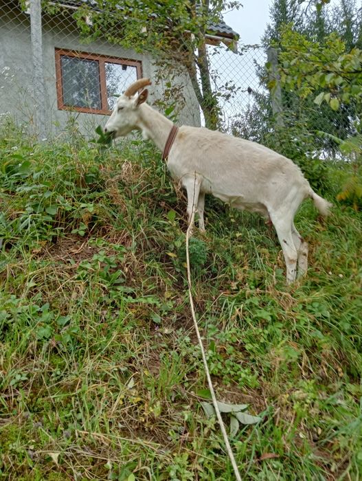 Vând capră de rasa sanen montată,mai da un litru de lapte la zi