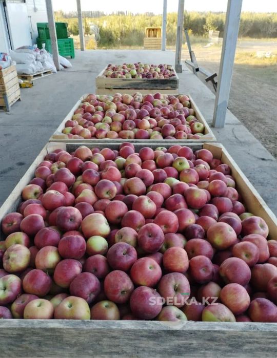 Яблочный сад - Готовый бизнес