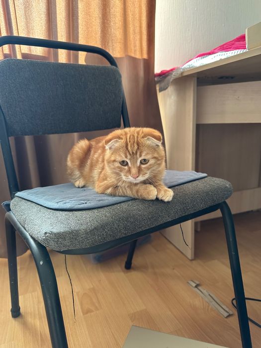 Отдадим рыжика в добрые руки!
