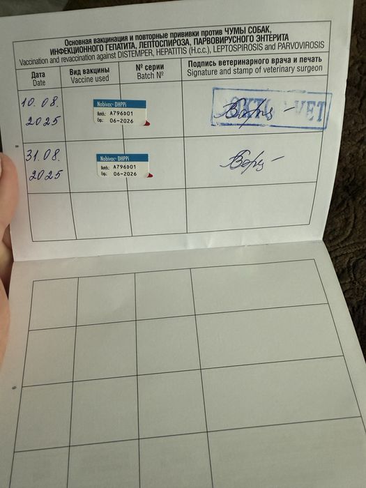 Продается мопс девочка