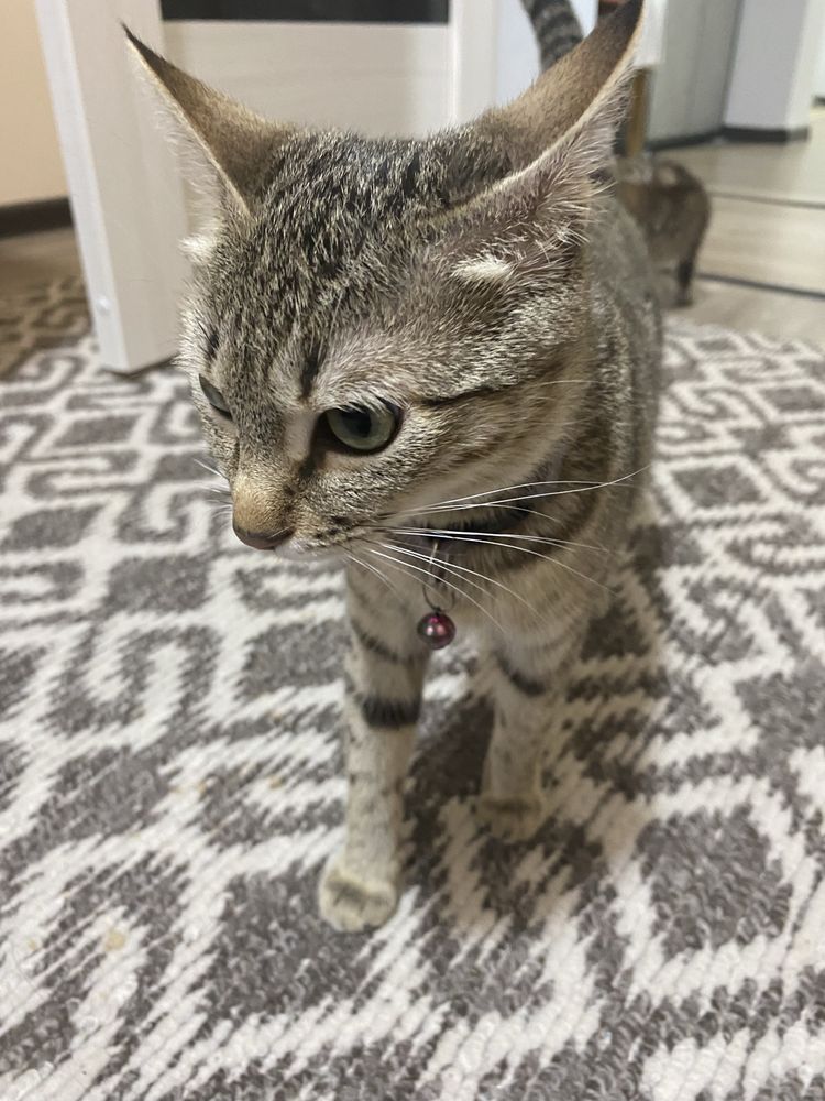 Котенок с мамой