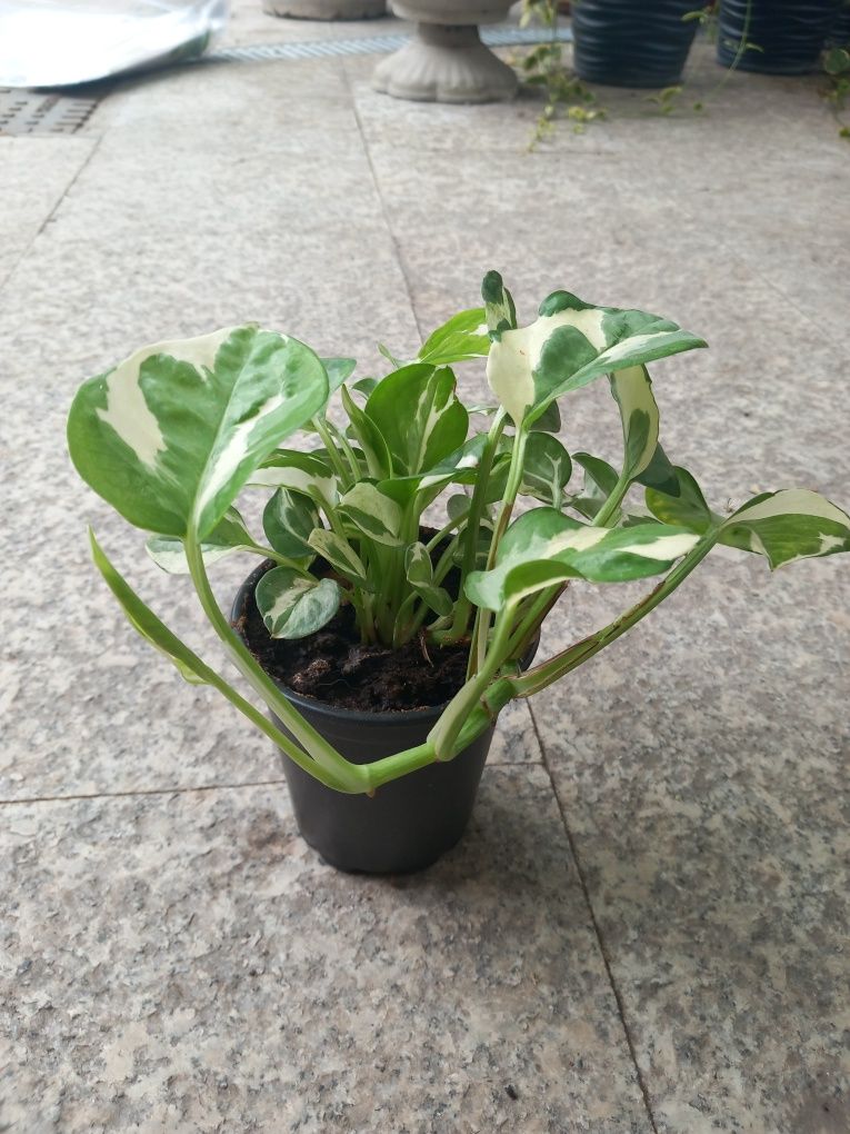 Pothos (Scindapsus) N'Joy - planta de apartament