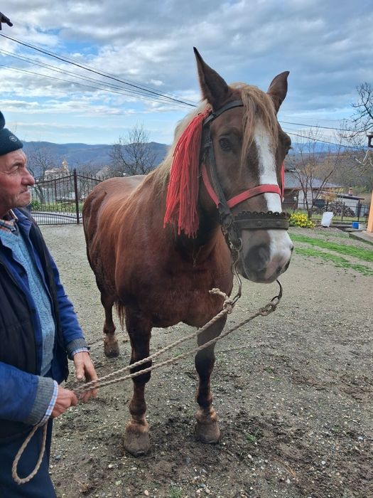 Se vinde cal de lucru