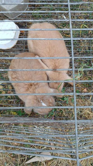 Кролик карликивый