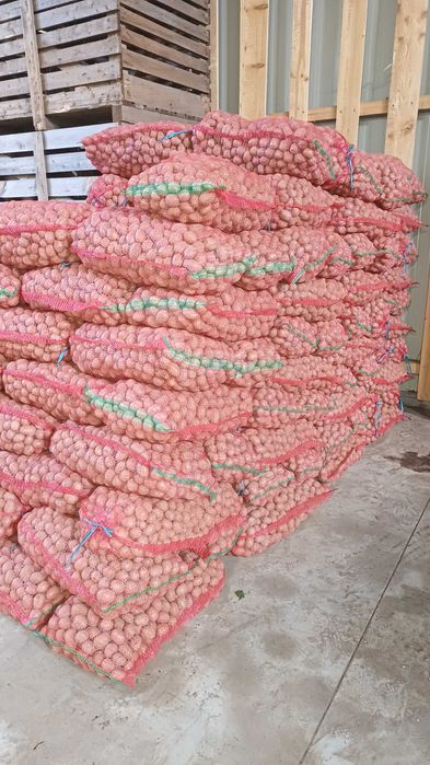 Vand cartofi samanta pentru animale