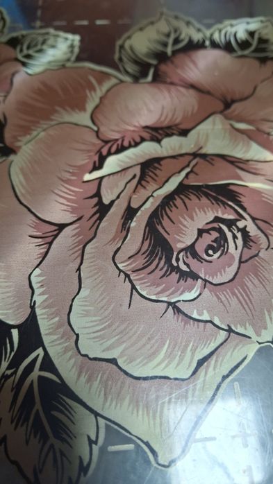 Pisoi de adoptie brasov