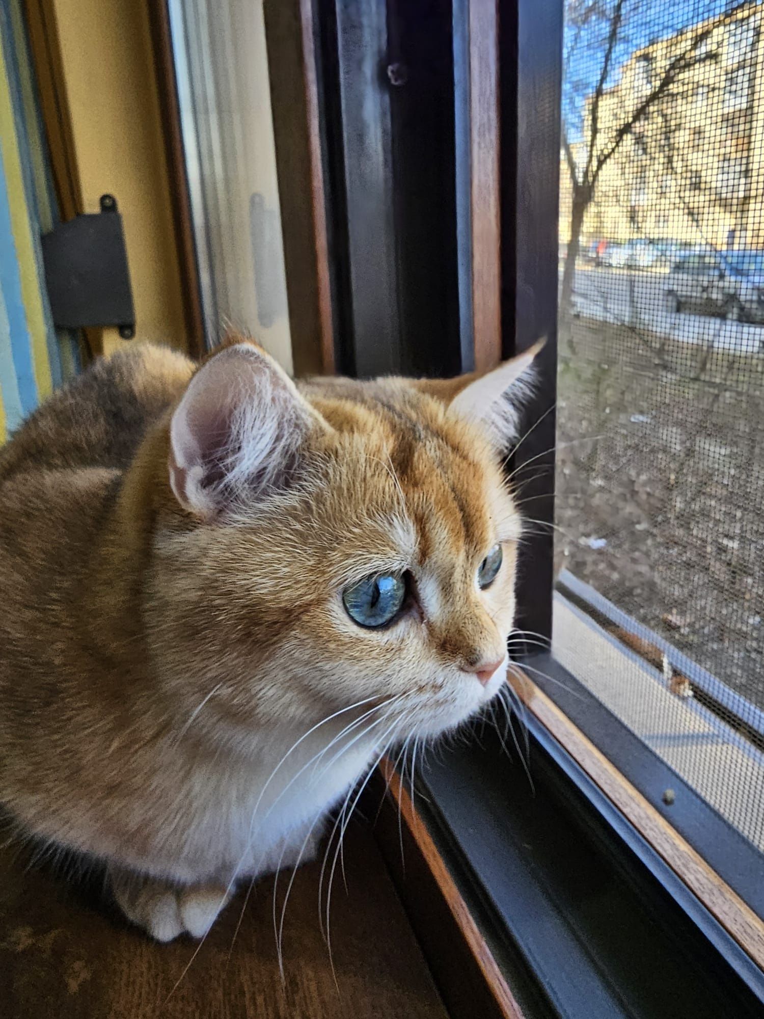 Fetita deosebita , brittish golden shorthair cu pedigree