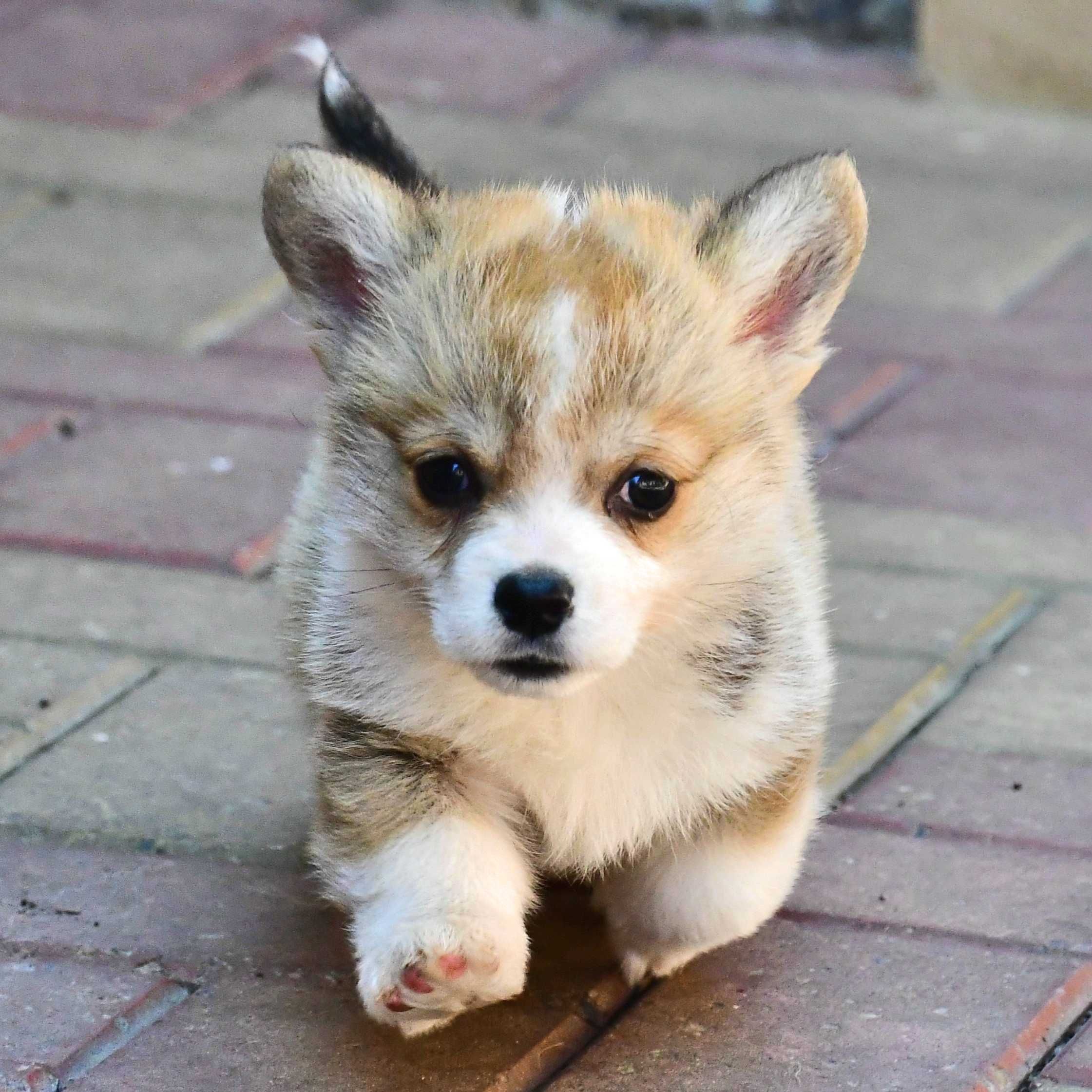 Cățelus Corgi Pembroke – Linie de Sânge de Excepție, crescător cu afix