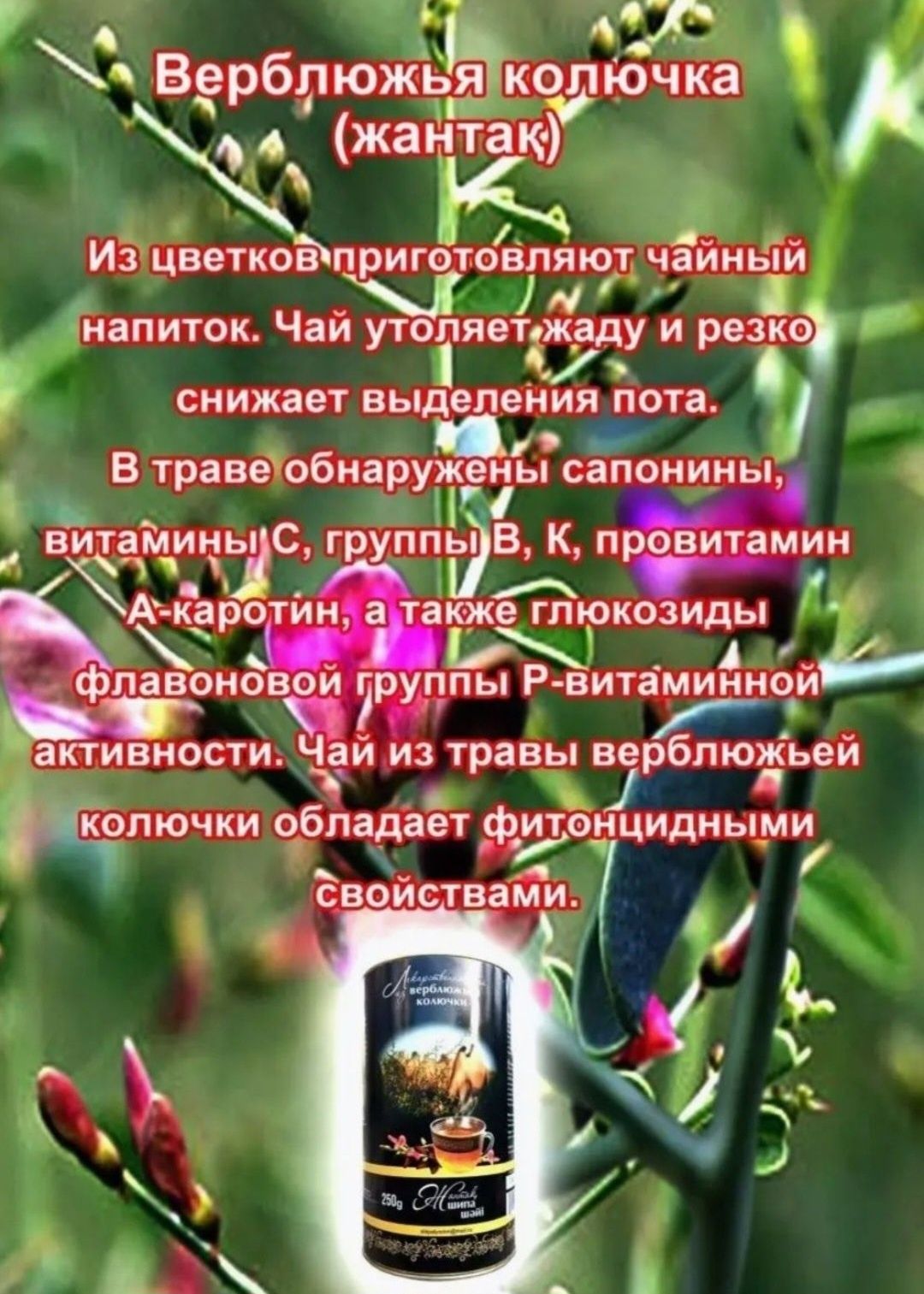 Жантак чай/Верблюжья колючка/Шәй/простатит/аллергия/отёки