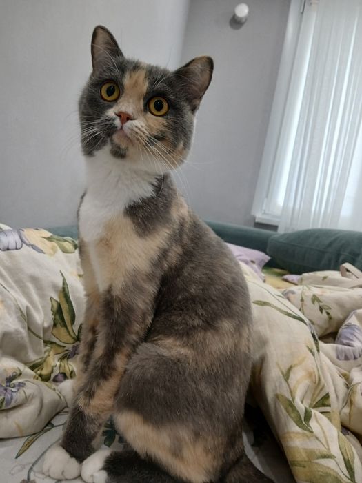 Кошка британка отдам