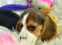 Pui Beagle tricolor din parinti cu pedigree