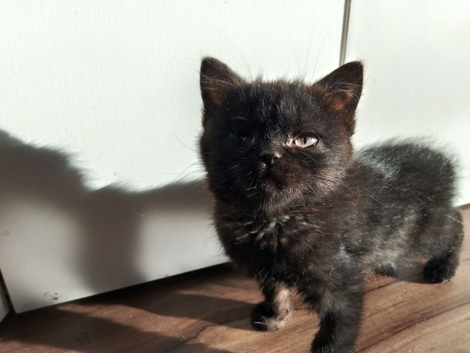 Отдам девочку британку чёрного окраса.