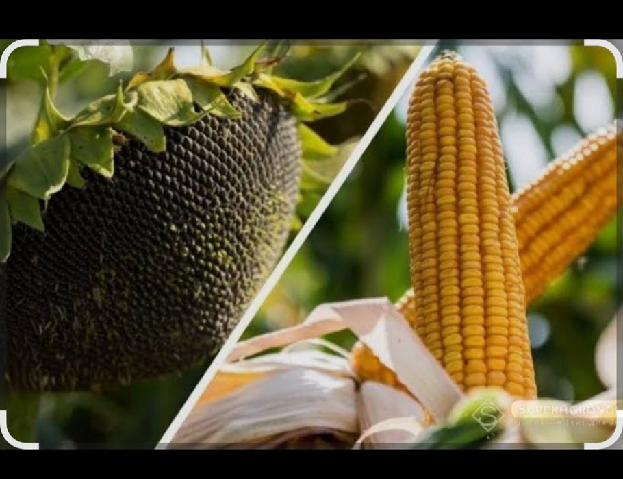 Floare -porumb 2,5.  1 leu