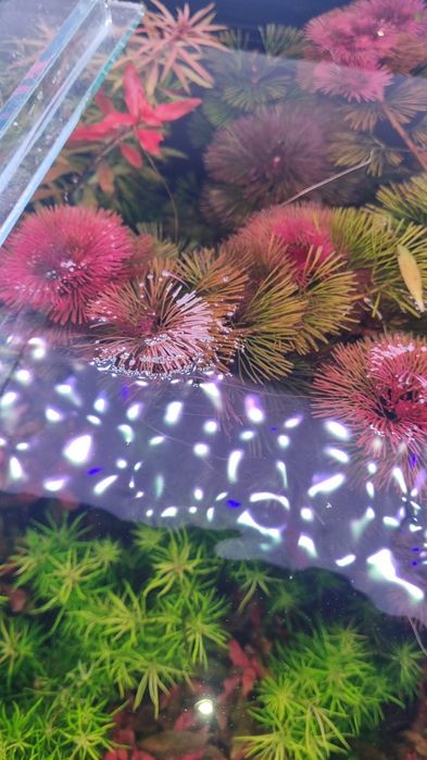 Аквариумни растения