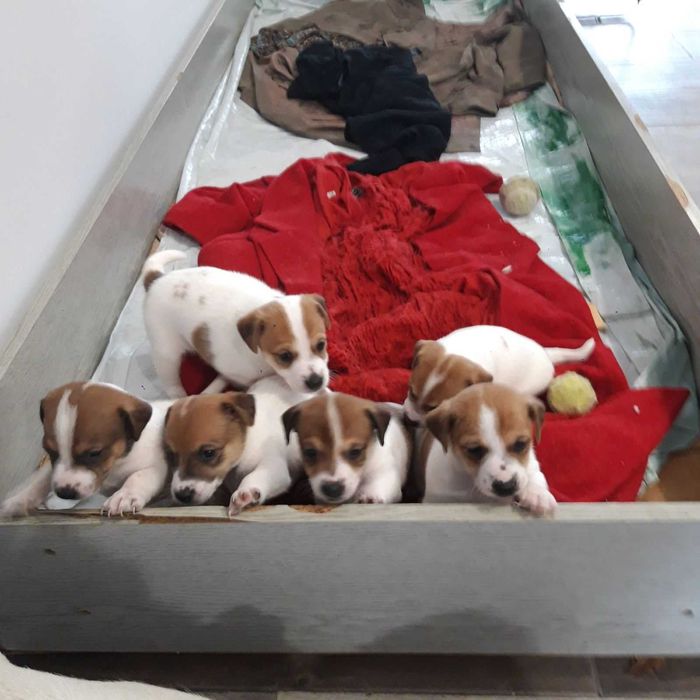 Джак Ръсел Териер