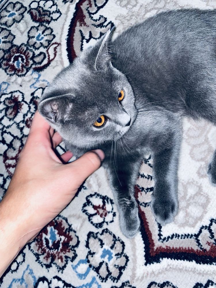 Продаётся кот парода:скоттиш-страйт