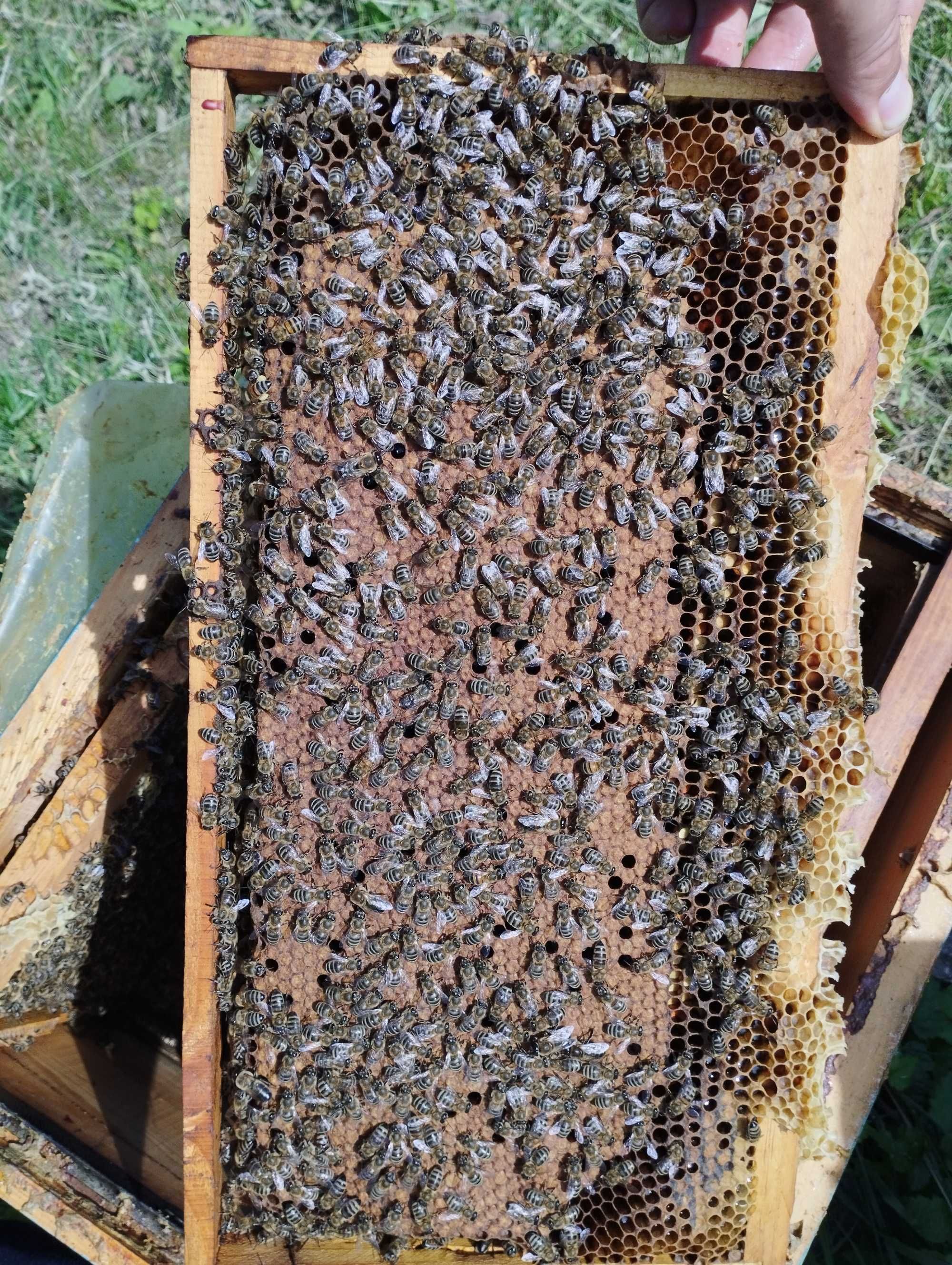 Пчелни кошери и отводки