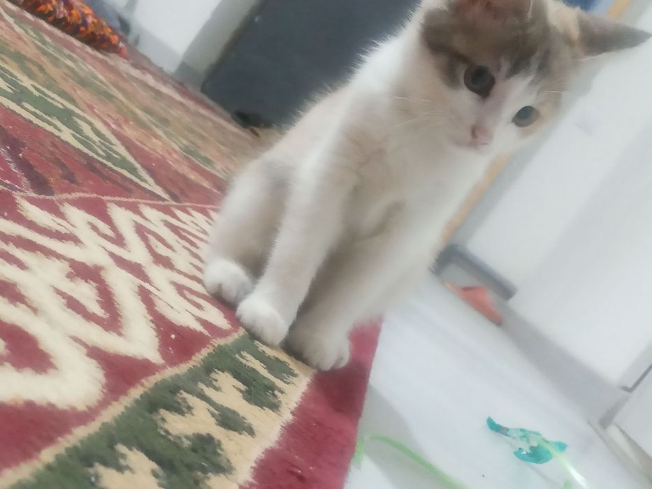 2 ayliq Pishiq balasi jaqsi qollarga beriledi ( esheyin)