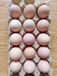 Инкубационные яйца Корейской породы кур -Хан-Хяп!