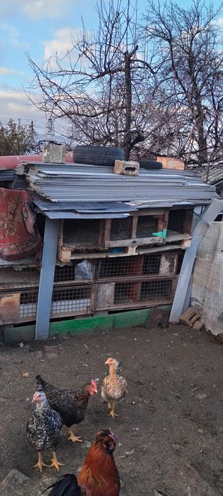 Cuști iepurii de vânzare