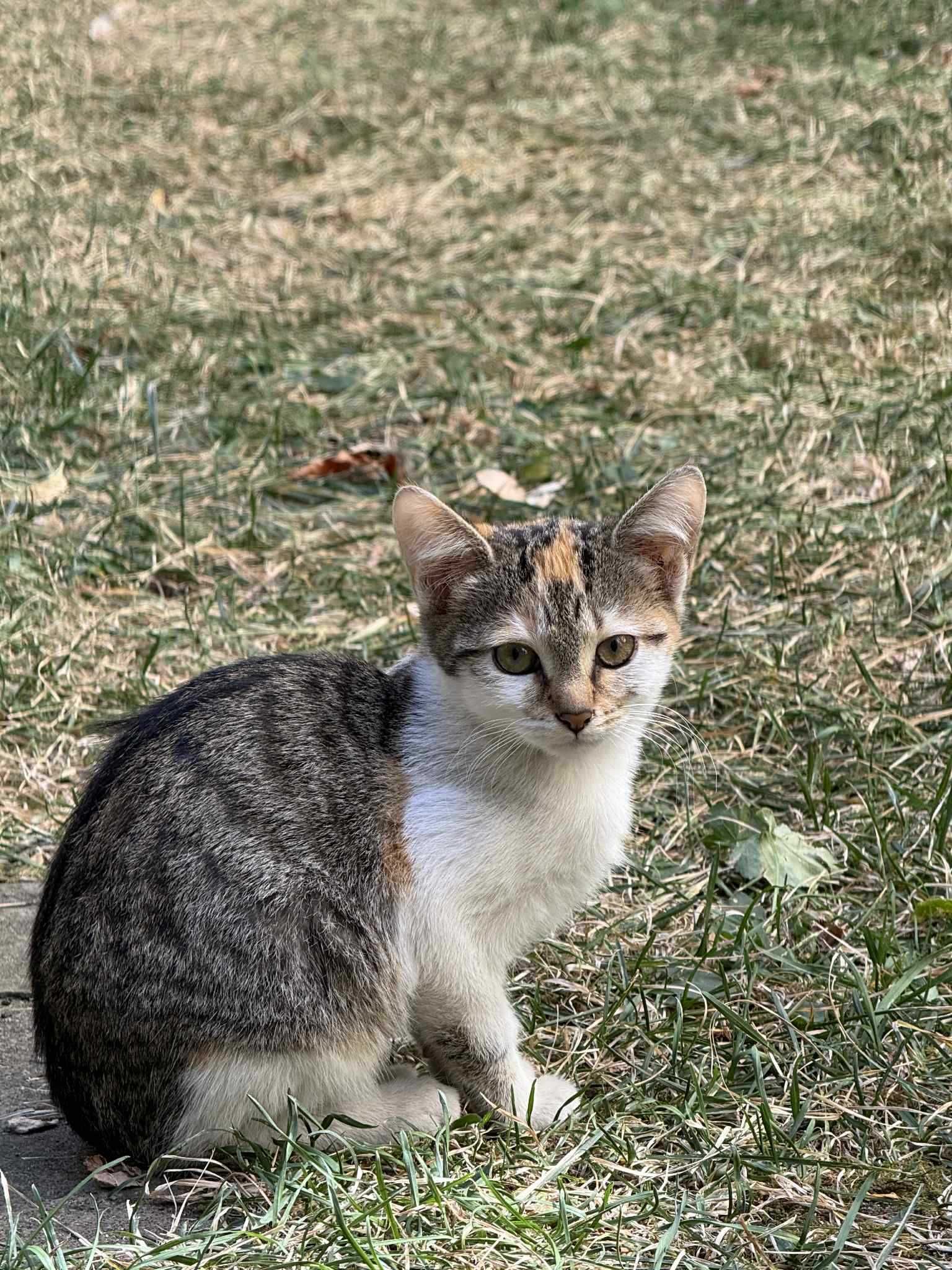 4 котета си търсят спешно дом