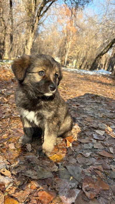 Помогите пожалуйста дом найти щенятам