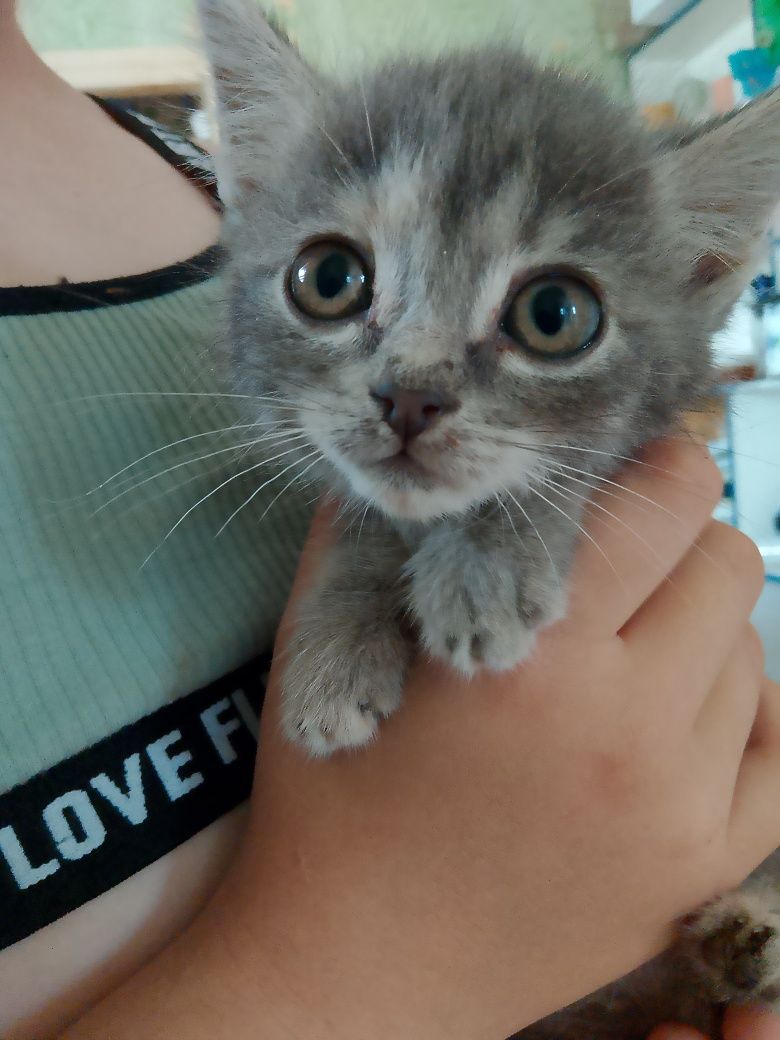Котята в добрые руки!