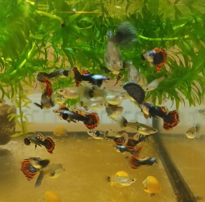 Pești exotici, guppy dumbo platinium mozaicmozaic