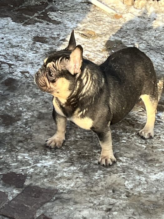 Девочка французского бульдога