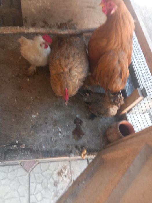 Tuvuqlar sotiladi kataki bilan birga